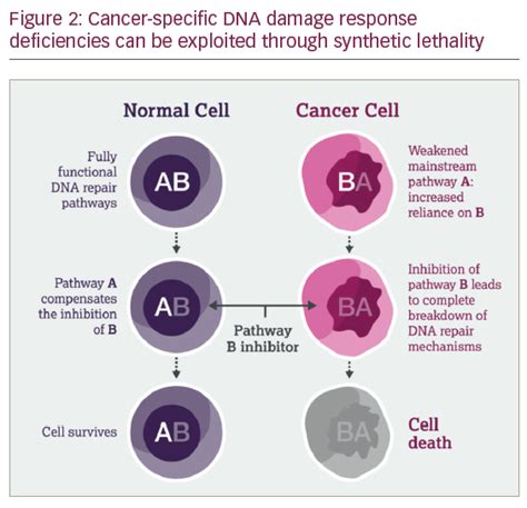 DNA Damage Response – An Emerging Target for Groundbreaking Cancer Therapies | touchONCOLOGY