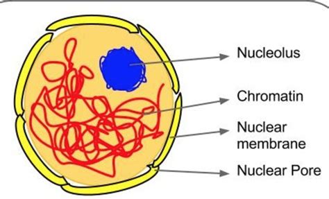 Nucleus | Cell structure and functions, Class 8