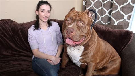 175-Pound Pit Bull Hulk Shatters Misconceptions About the Breed - ABC News