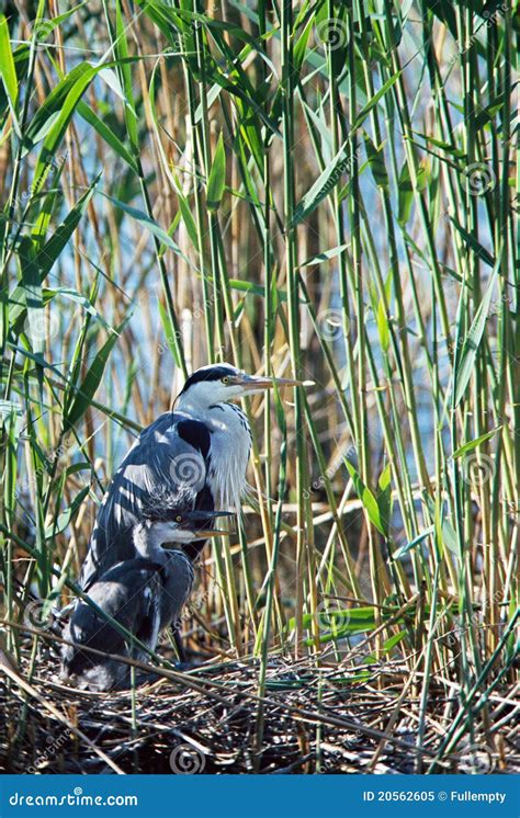 Grey Heron and Its Baby in the Nest Stock Image - Image of animal, mother: 20562605