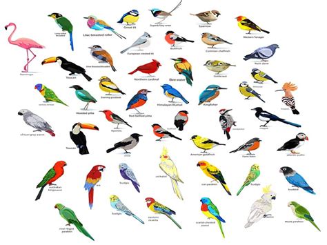 25 Most Colorful Birds Found Around the World