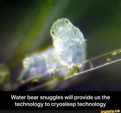 Water bear snuggles will provide us the technology to cryosleep ...