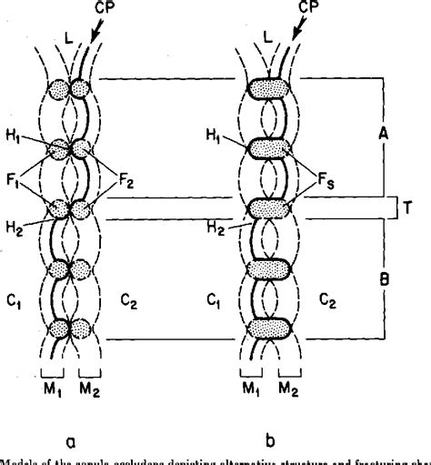 Figure 1 from THE STRUCTURE OF THE ZONULA OCCLUDENS | Semantic Scholar