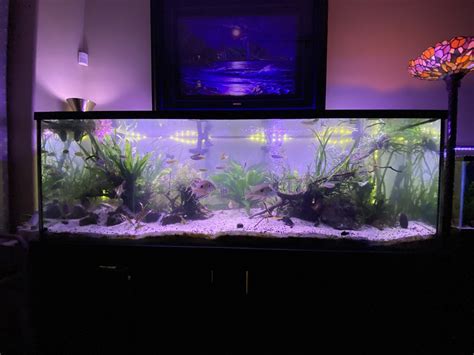 substrate for a very large aquarium | The Planted Tank Forum