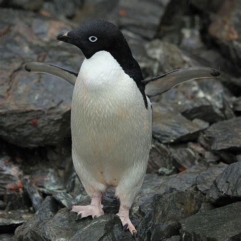 Penguin - Adelie Penguin Info - Photo 2