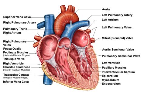 What You Should Know About Endocarditis