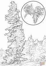 Eastern White Pine Tree coloring page  Free Printable Coloring Pages sketch template