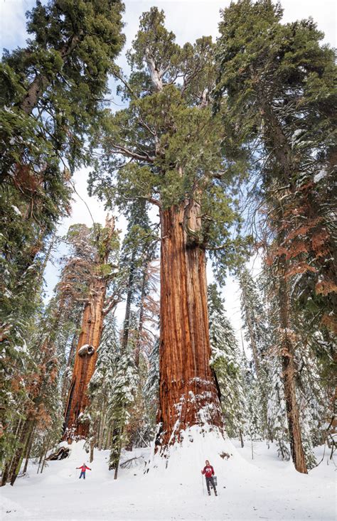 Go with the Snow in Sequoia and Kings Canyon National Parks | Save the ...