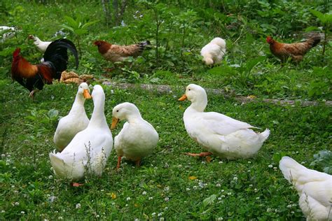 Free photo: Ducks, Chickens, Birds, Farm - Free Image on Pixabay - 381965