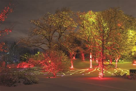 Illumination: Tree Lights at The Morton Arboretum