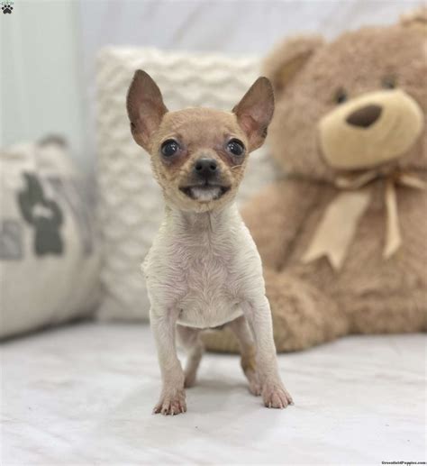 Chihuahua Puppies For Sale - Greenfield Puppies