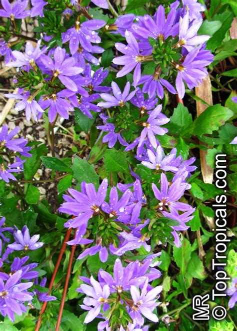 Scaevola aemula, Blue wonder, Escabola, Fan flower