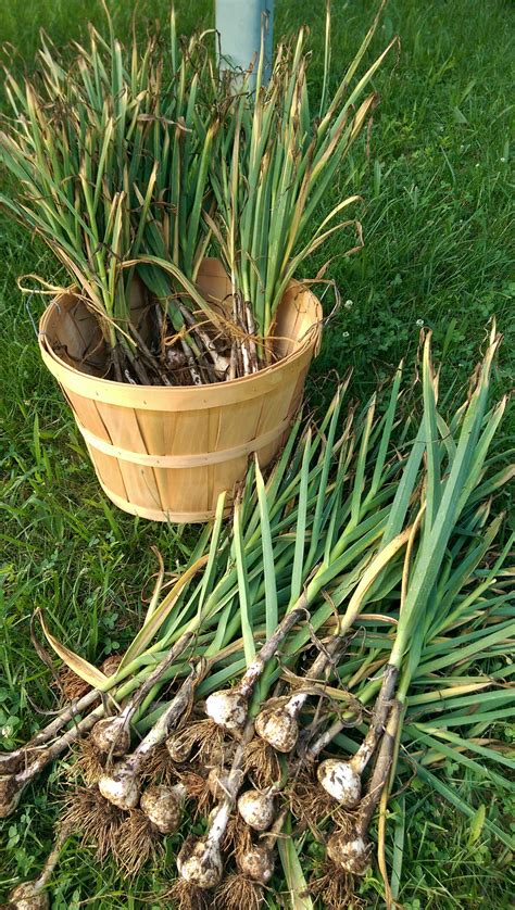 This is how harvesting garlic works | AGDAILY