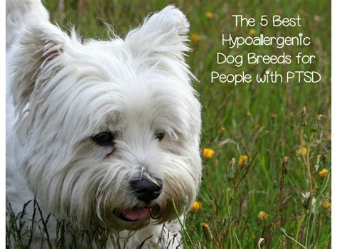 Best Hypoallergenic Dog Breeds for PTSD