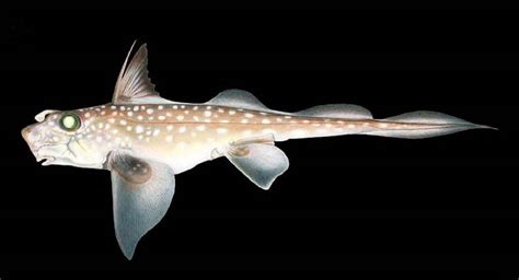 Chimaera Facts: Strange Fish With a Cartilaginous Skeleton - Owlcation