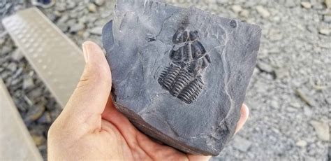 Where to Dig for Fossils in Utah - U Dig Trilobites - Exploration America