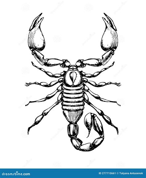 Scorpio Zodiac Sign, Ink Sketch, Line Tattoo, Dangerous Wild Animal ...