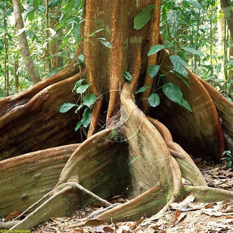 Buttress roots photo | Preventing soil erosion, Roots, Deglupta