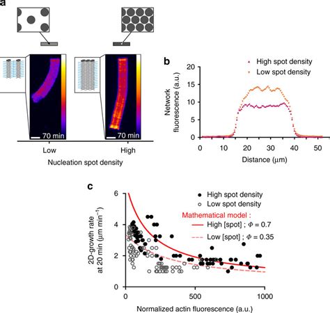 Actin filament organization modulates the growth of the network. a ...