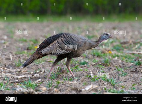 Female Wild Turkey Stock Photo - Alamy