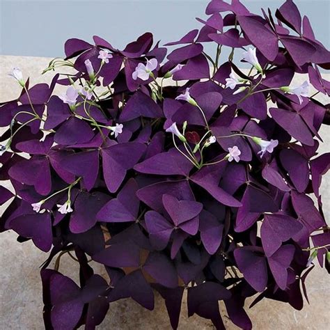 Purple Shamrock Plant (Oxalis regnellii 'Francis') | Purple plants, Purple shamrock, Shamrock plant