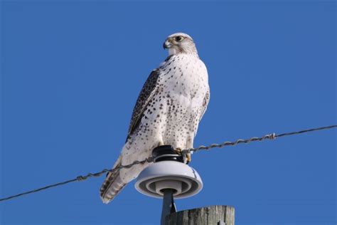 Gyrfalcon "Falco rusticolus" | Boreal Songbird Initiative