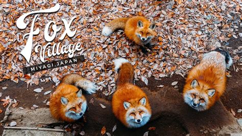 Fox Village in Miyagi Zao (Shiroishi, Japan) — The Fluffiest Place on ...