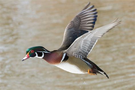 Wood Duck Flying Mount