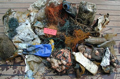 How bad is marine litter? – Marine Science