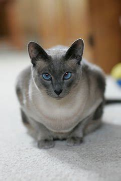 Blue Point Siamese Cats