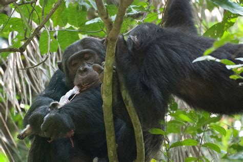 Monkeys Eating Their Own Babies | PeepsBurgh.Com