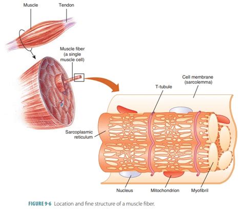 Function of t tubules