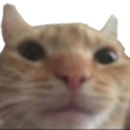 CatStare - Discord Emoji