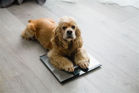 Healthy Dog Weights: How much 10 popular breeds should weigh