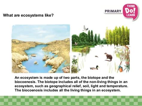 What’s an ecosystem