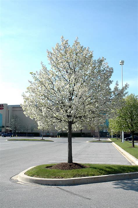 Jack Ornamental Pear (Pyrus calleryana 'Jaczam') in Milwaukee ...