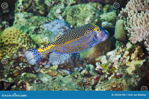 Spotted boxfish stock photo. Image of sealife, blue, bali - 20526700