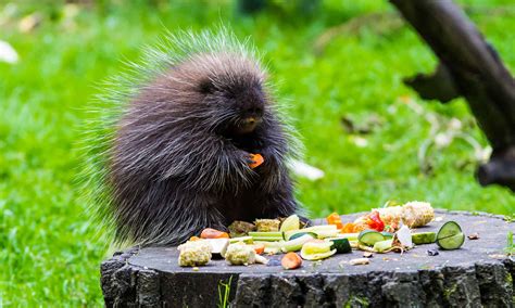 Porcupine Poop: Everything You’ve Ever Wanted to Know