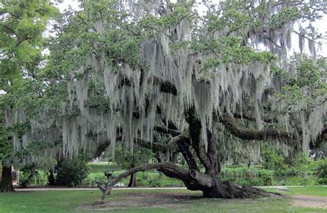 1 Gal. bag Fresh Live Spanish Moss from my trees in Florida - Other Plants & Seedlings