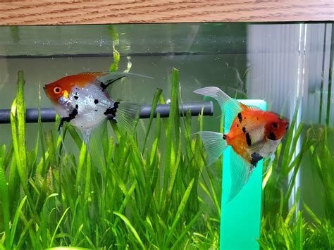 Pictures from my Angelfish breeding endeavor. : r/AngelFish