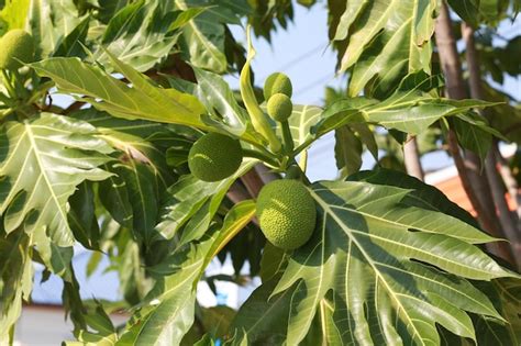 Premium Photo | Sukun or breadfruit artocarpus altilis the green fruit ...