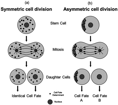 Symmetric Vs Asymmetric Stem Cell Division - Cell Division