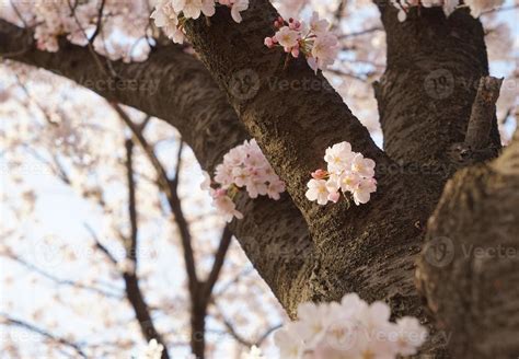 Cherry Blossom Landscape in Korea 18787348 Stock Photo at Vecteezy