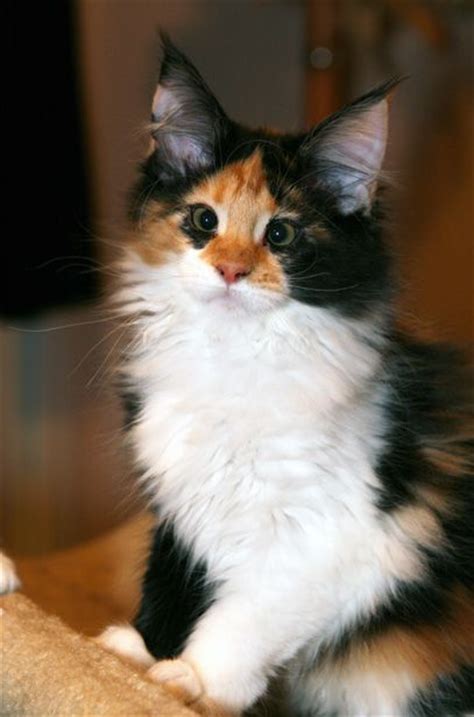 A Maine Coon Kitten | Calico! Cuties! | Pinterest