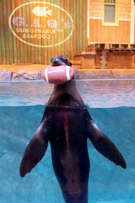 Animals at the Georgia Aquarium gear up to host Super Bowl LIII - ABC News