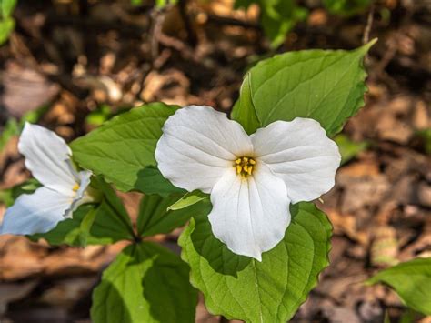 How to Grow and Care for Trillium Flower | Florgeous