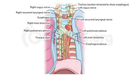 Anatomy of the superior mediastinum | Osmosis