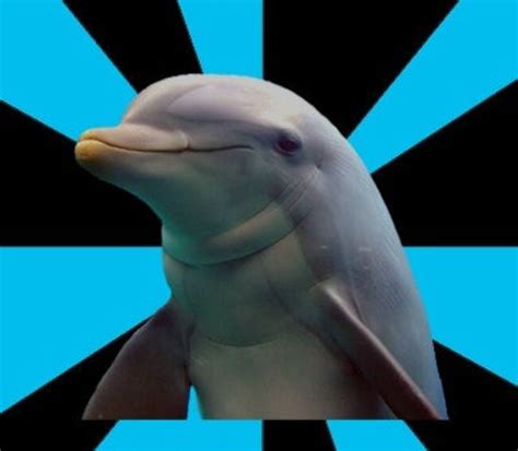 Social Networking Dolphin | Know Your Meme