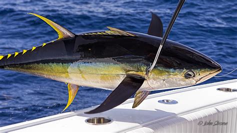 Yellowfin Hawaii | Seafoods.com