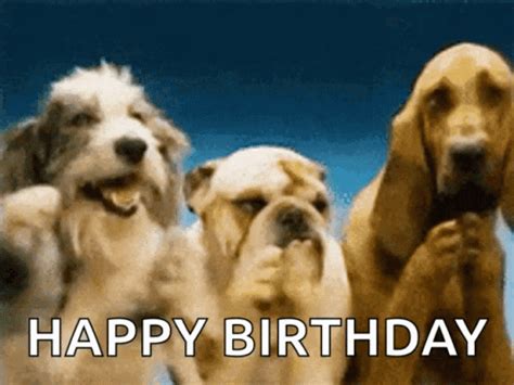 Dogs Birthday GIFs | Tenor